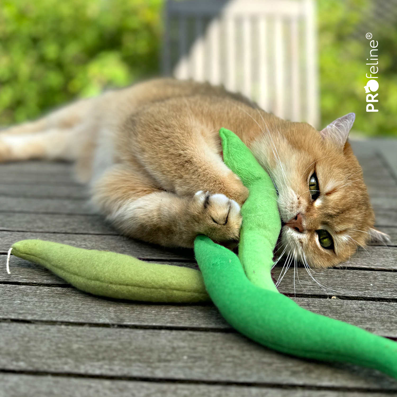 Catnip Spielzeug Bohnen für Katzen