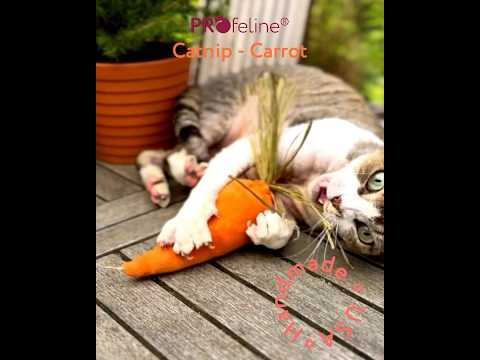 DreamCat - Carrot