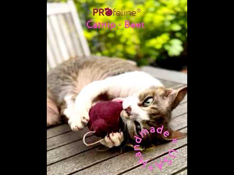 DreamCat - Beet