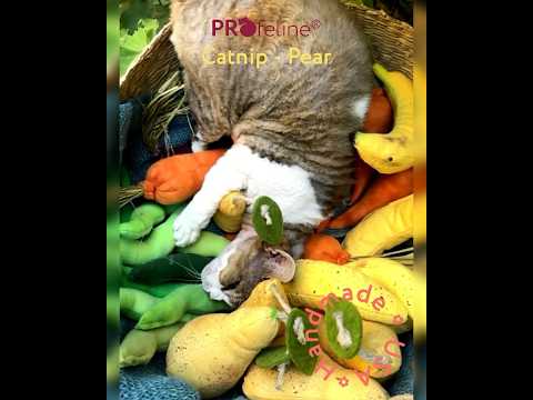 DreamCat - Pear