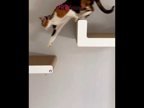 Wall Step Pipra White