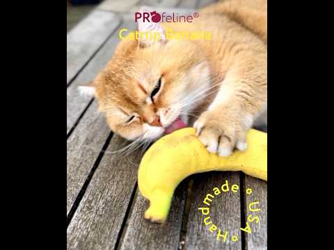 DreamCat - Banana